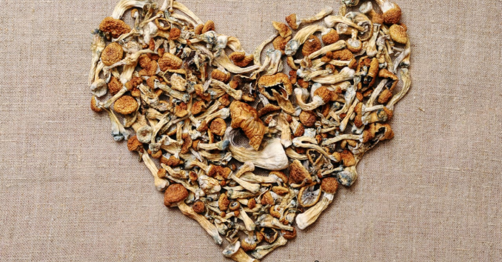 cogumelos desidratados Psilocybe cubensis desidrtado Como desidratar cogumelos Como conservar meus cogumelos Cogumelo mágico desidratado