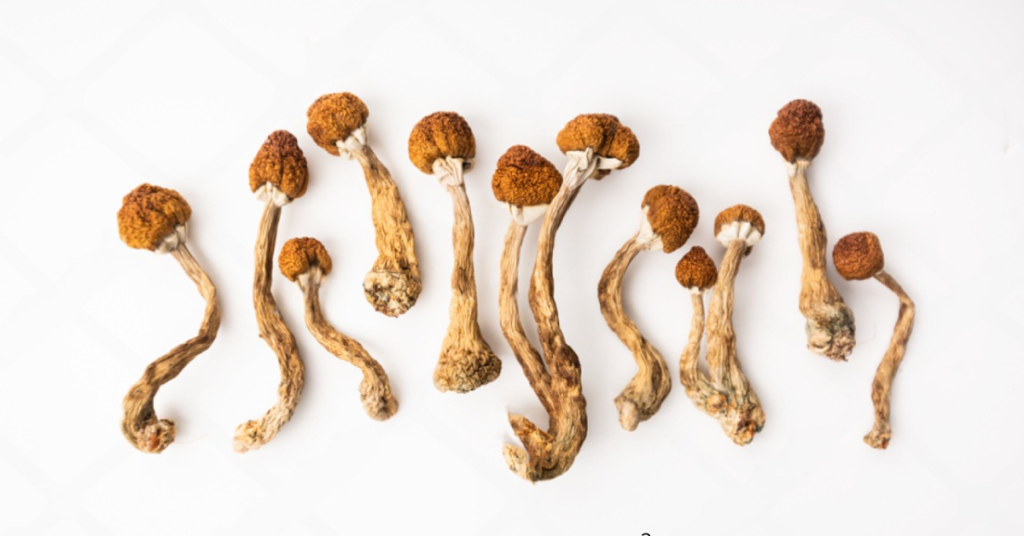 cogumelos desidratados Psilocybe cubensis desidrtado Como desidratar cogumelos Como conservar meus cogumelos Cogumelo mágico desidratado