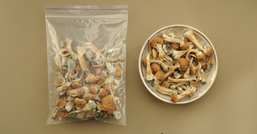 cogumelos desidratados Psilocybe cubensis desidrtado Como desidratar cogumelos Como conservar meus cogumelos Cogumelo mágico desidratado
