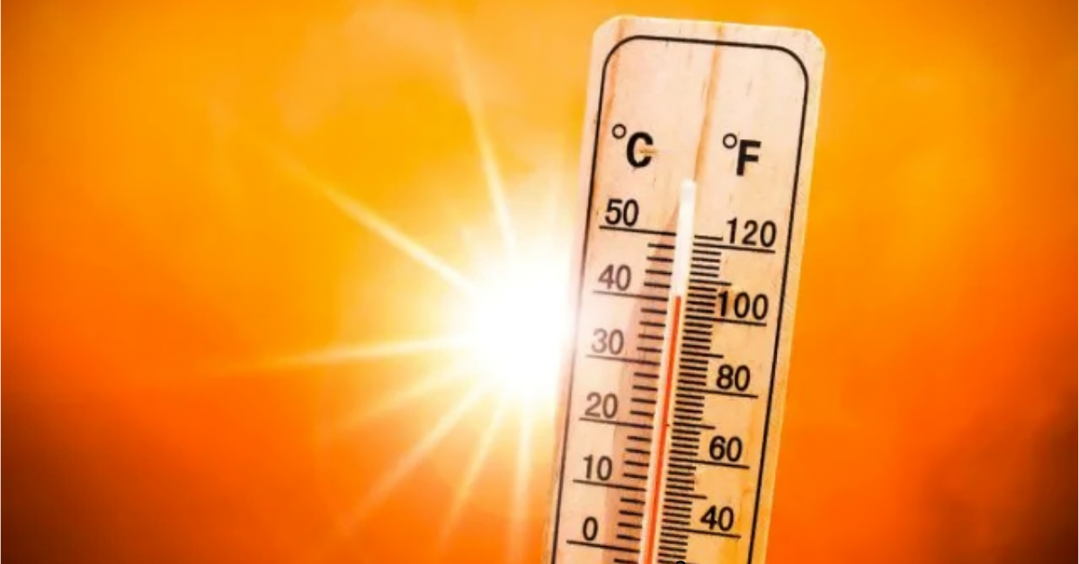 cultivo-de-cogumelos Como-abaixar-a-temperatura-no-cultivo Como-cultivar-cogumelos-em-casa como-cultivar-cogumelos-mágicos Cultivo-de-cogumelos-mágicos cultivo de cogumelos