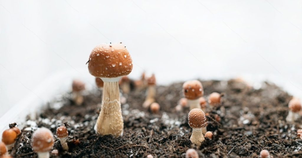 cultivo de cogumelos Como cultivar cogumelos em casa Como iniciar o cultivo de cogumelos Spawn cultivo de cogumelos Cultivo de cogumelos mágicos