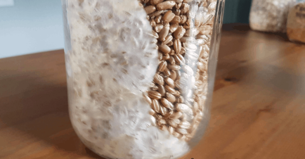 cultivo de cogumelos Como cultivar cogumelos em casa Como iniciar o cultivo de cogumelos Spawn cultivo de cogumelos Cultivo de cogumelos mágicos