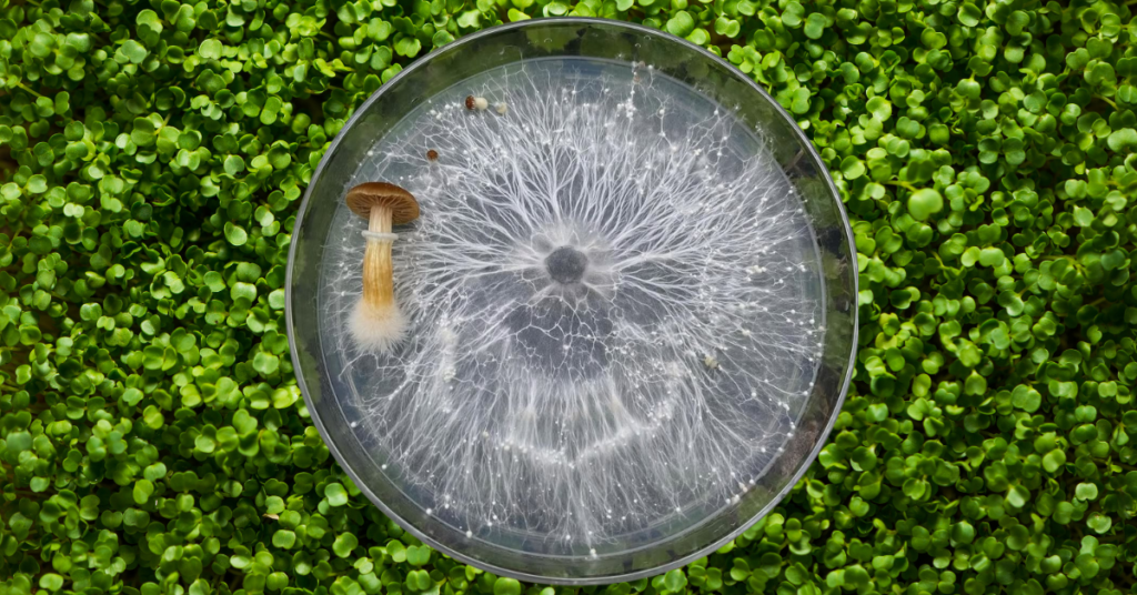 cultivo de cogumelos Como cultivar cogumelos em casa Como iniciar o cultivo de cogumelos Spawn cultivo de cogumelos Cultivo de cogumelos mágicos