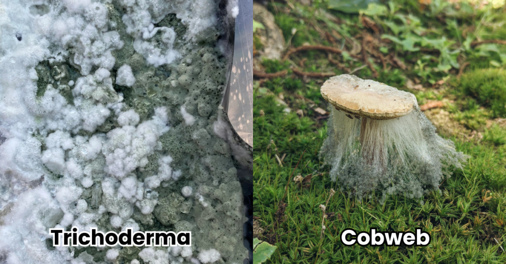 cultivo de cogumelos Como cultivar cogumelos em casa Como iniciar o cultivo de cogumelos Spawn cultivo de cogumelos Cultivo de cogumelos mágicos