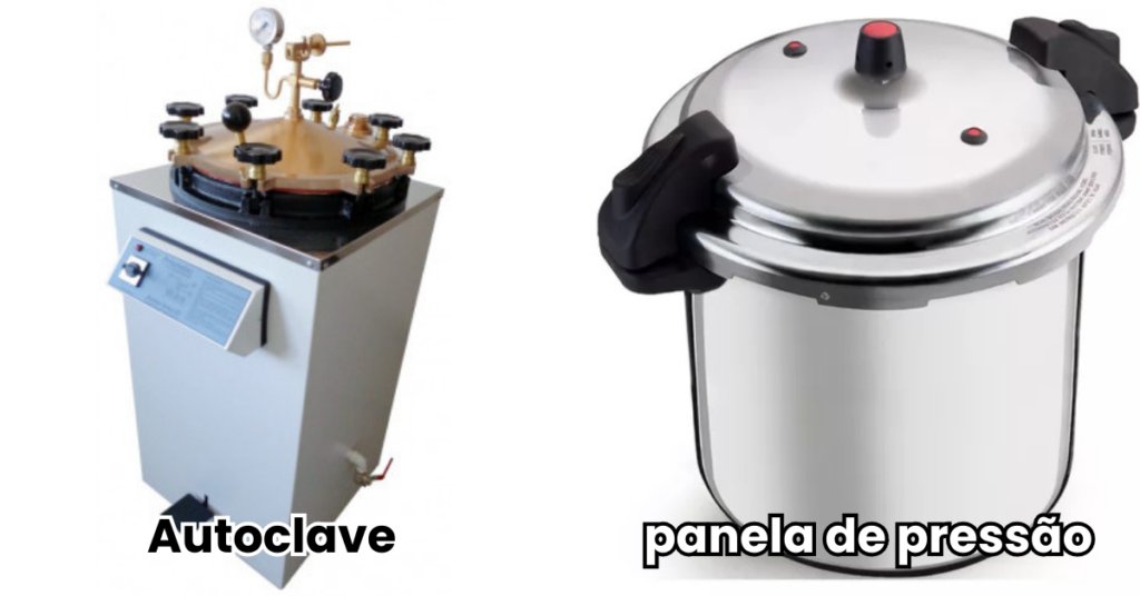 cultivo de cogumelos Como cultivar cogumelos em casa Como iniciar o cultivo de cogumelos Spawn cultivo de cogumelos Cultivo de cogumelos mágicos