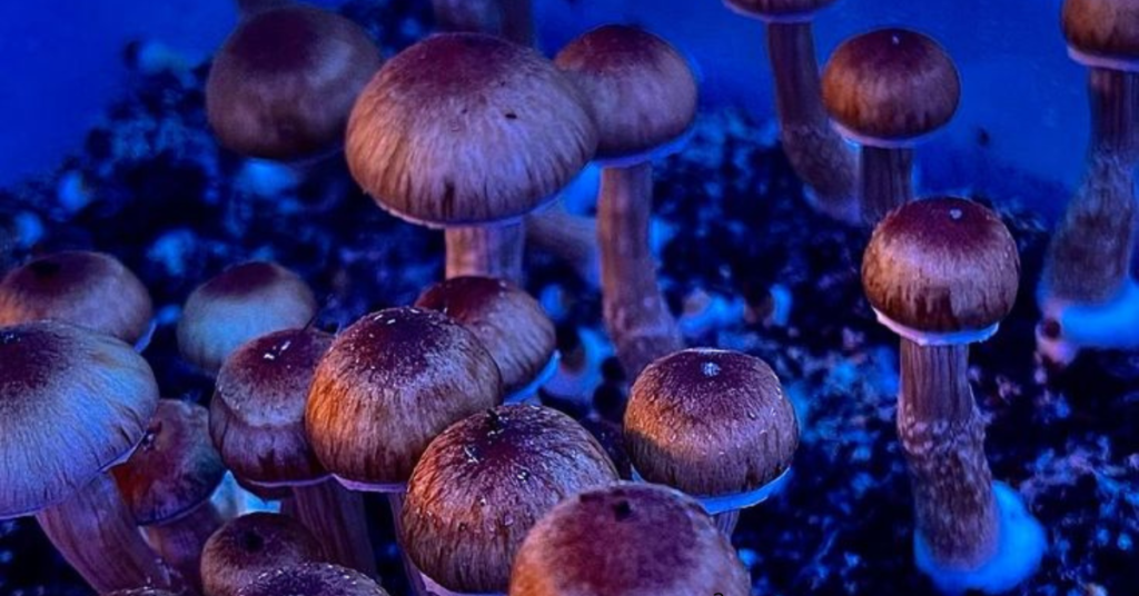 Quais-cogumelos-mágicos-cultivar cultivo-de-cogumelos-mágicos Cultivo-de-psilocybe-cubensis Como-cultivar-cogumelos-mágicos Cultura-líquida-cogumelos Quais cogumelos mágicos cultivar