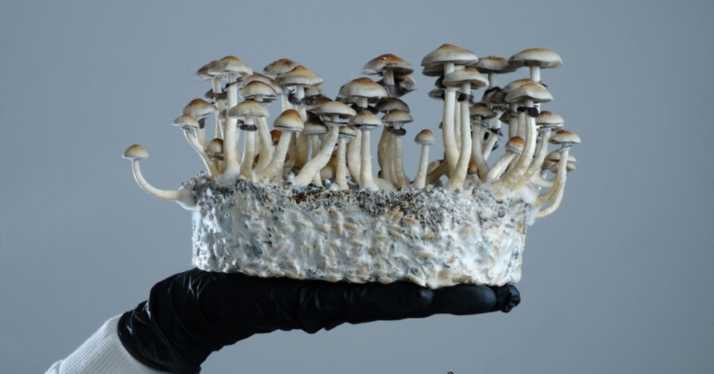 Cultivo-de-cogumelos Como-cultivar-cogumelos-mágicos Cultivo-de-cogumelos-mágicos introdução-ao-cultivo-de]-cogumelos-mágicos Qual-cogumelo-mágico-cultivar Cultivo de cogumelos