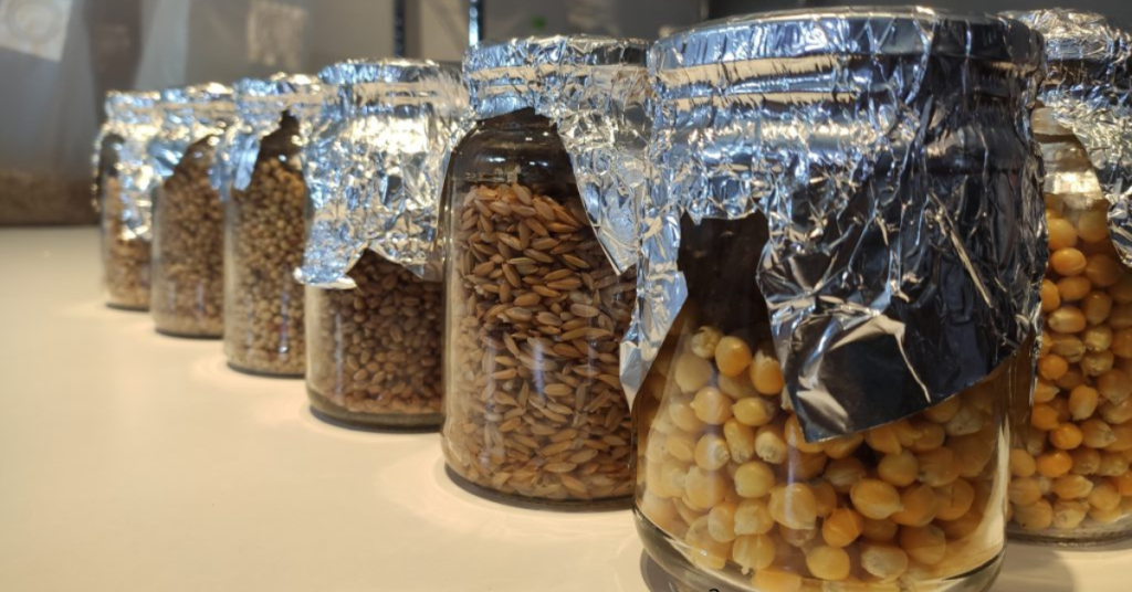 Spawn Como fazer semente de cogumelo Como cultivar cogumelos em casa cultivo de cogumelos mágicos Semente de cogumelos mágicos