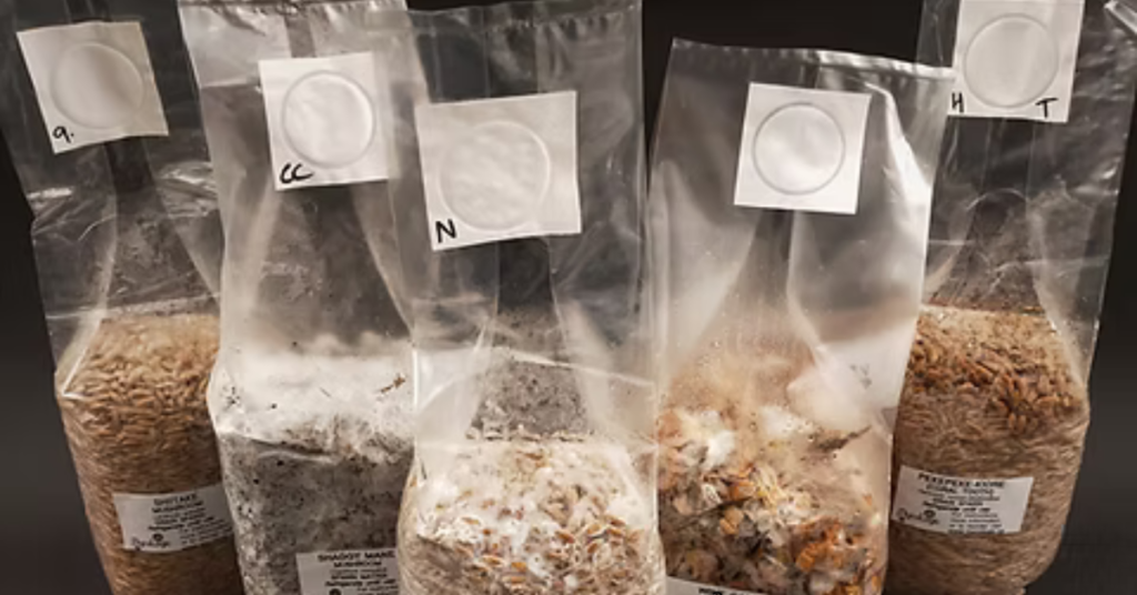 Spawn Como fazer semente de cogumelo Como cultivar cogumelos em casa cultivo de cogumelos mágicos Semente de cogumelos mágicos