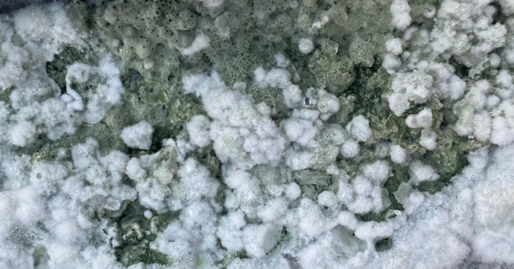 Trichoderma Contaminação no cultivo de cogumelos Contaminação por mofo verde Contaminação duende verde cultivo de cogumelos Contaminação Trichoderma