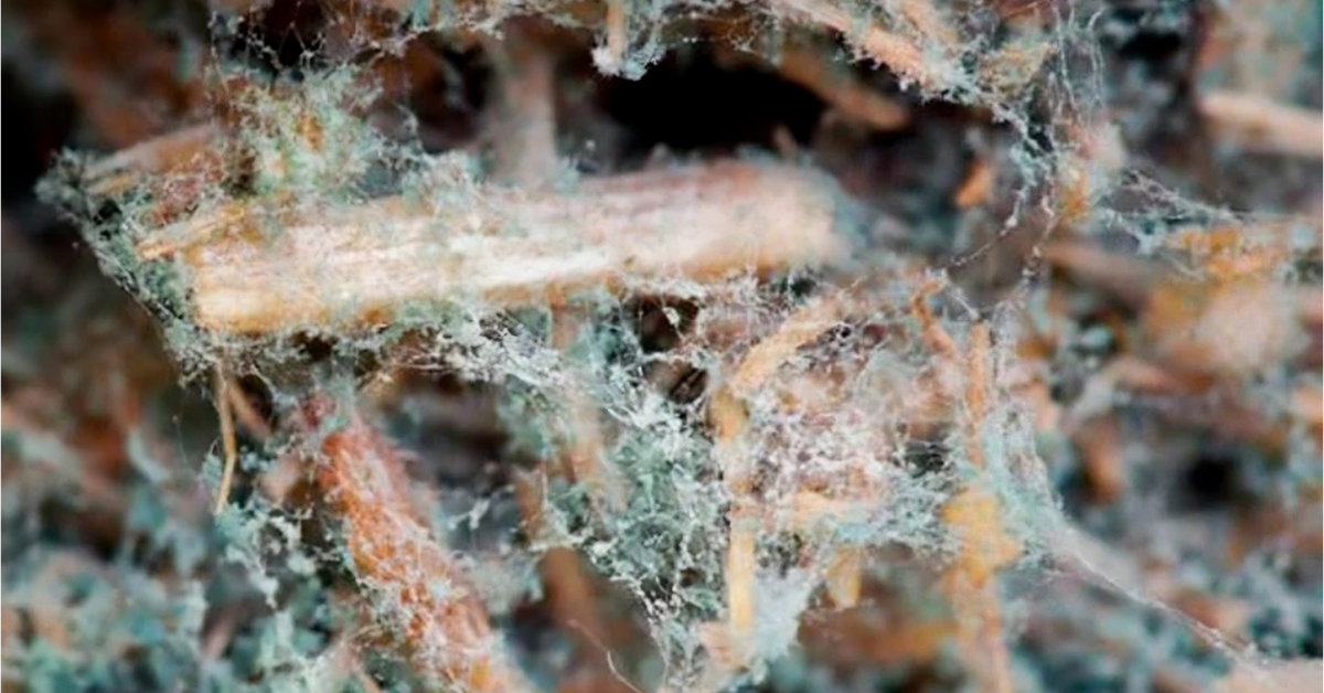 Trichoderma Contaminação no cultivo de cogumelos Contaminação por mofo verde Contaminação duende verde cultivo de cogumelos Contaminação Trichoderma