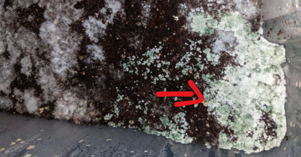 Trichoderma Contaminação no cultivo de cogumelos Contaminação por mofo verde Contaminação duende verde cultivo de cogumelos Contaminação Trichoderma