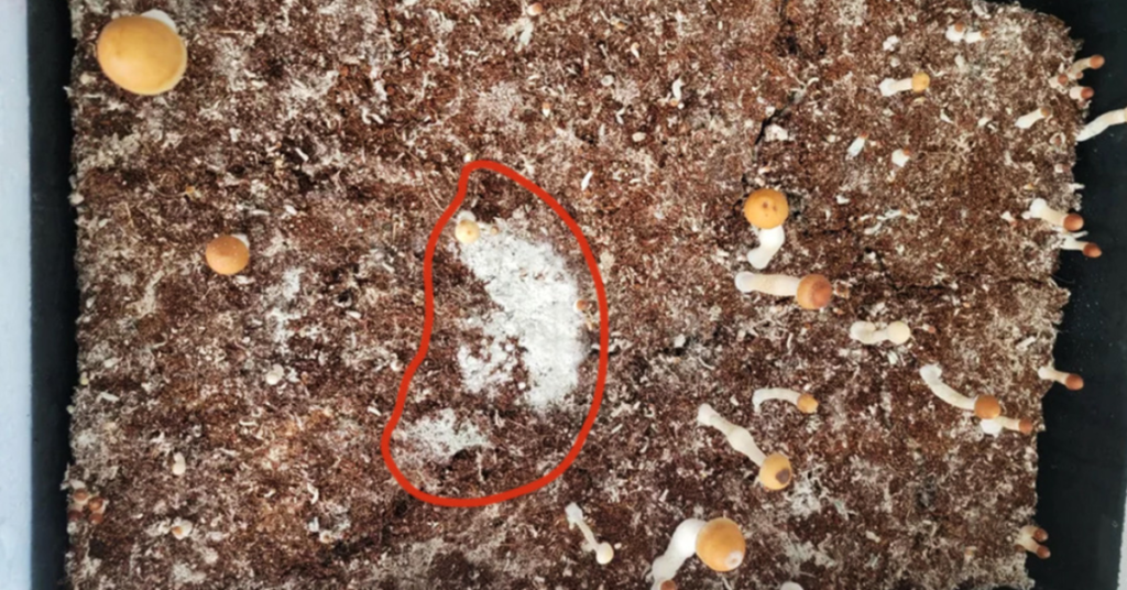 Trichoderma Contaminação no cultivo de cogumelos Contaminação por mofo verde Contaminação duende verde cultivo de cogumelos Contaminação Trichoderma