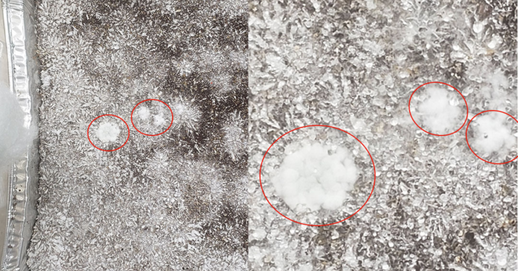 Trichoderma Contaminação no cultivo de cogumelos Contaminação por mofo verde Contaminação duende verde cultivo de cogumelos Contaminação Trichoderma