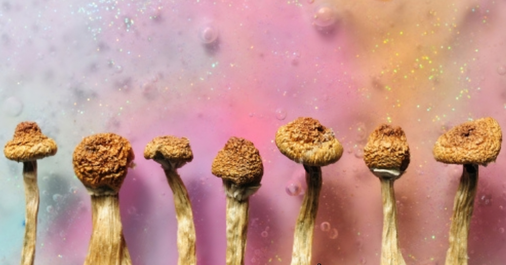 Quais-cogumelos-mágicos-cultivar cultivo-de-cogumelos-mágicos Cultivo-de-psilocybe-cubensis Como-cultivar-cogumelos-mágicos Cultura-líquida-cogumelos Quais cogumelos mágicos cultivar
