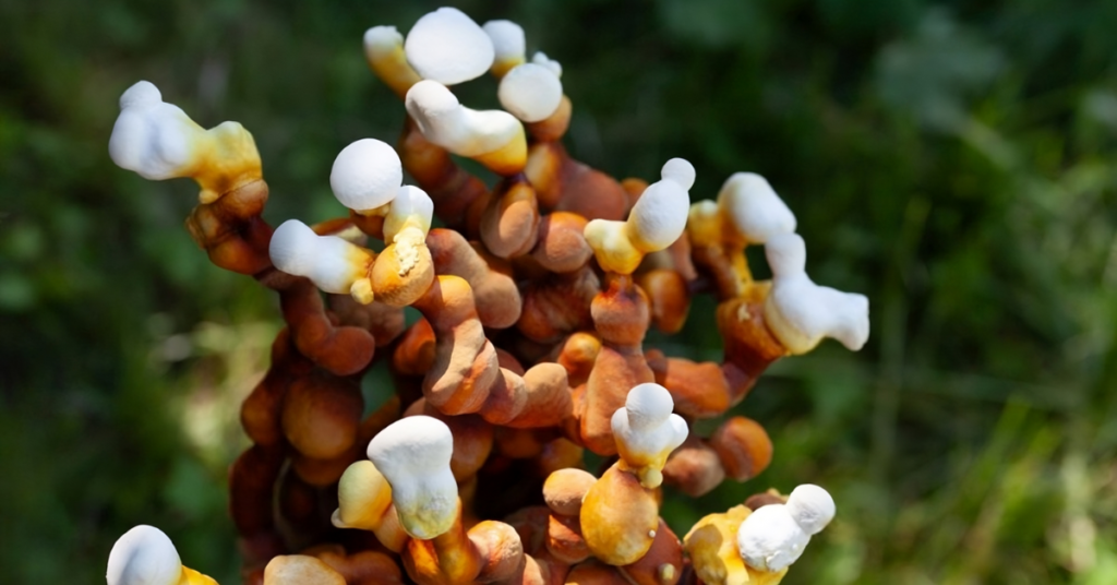 Reishi Cogumelo Reishi ganoderma lucidum Cogumelo Ganoderma Cogumelo da imortalidade