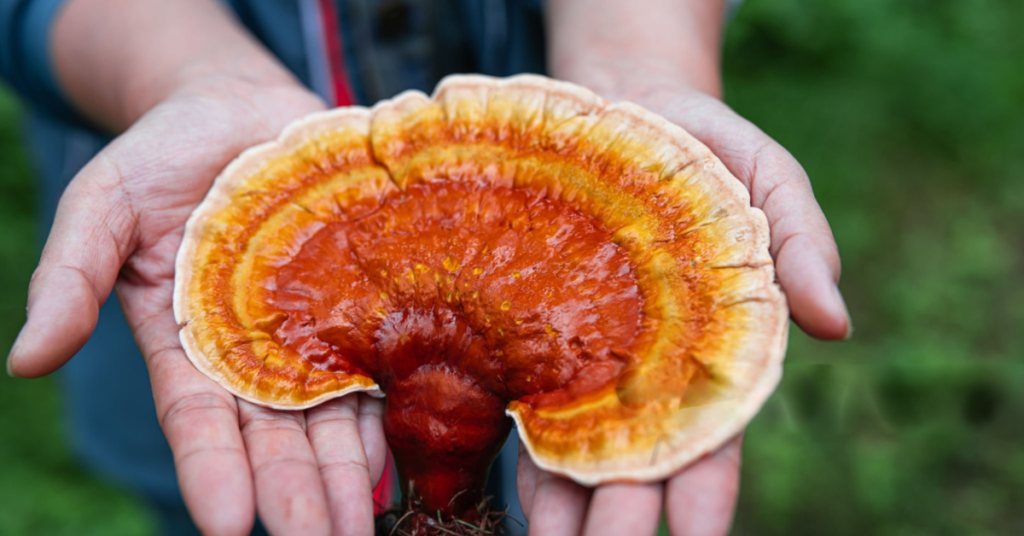 Reishi Cogumelo Reishi ganoderma lucidum Cogumelo Ganoderma Cogumelo da imortalidade