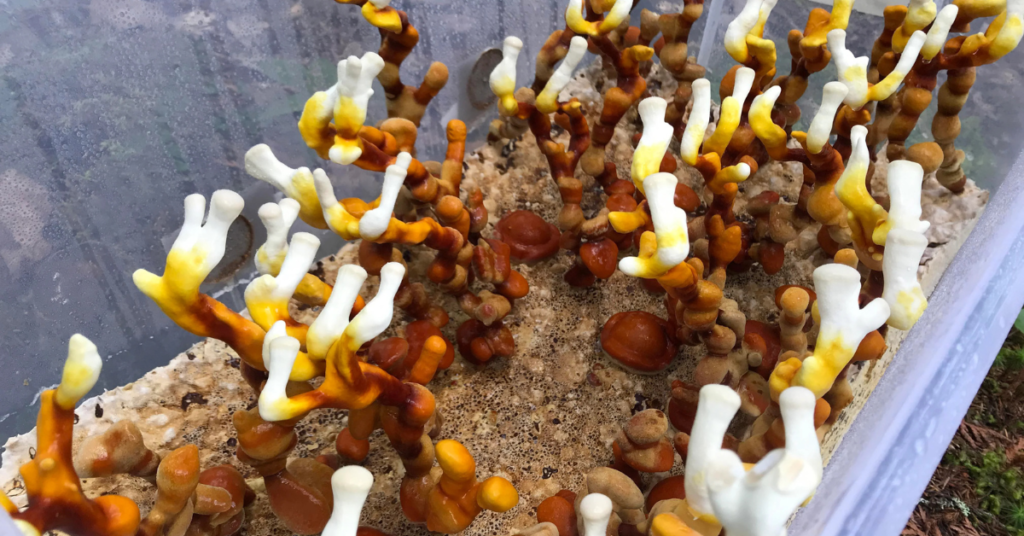 Reishi Cogumelo Reishi ganoderma lucidum Cogumelo Ganoderma Cogumelo da imortalidade