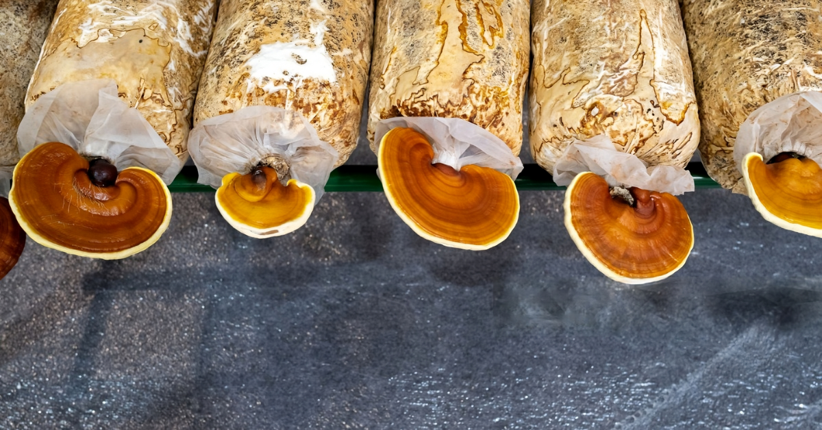 Cogumelo Reishi Cogumelo Ganoderma Lucidum Como cultivar cogumelo Reishi Semente cogumelo Reishi Como cultivar cogumelo Reishi