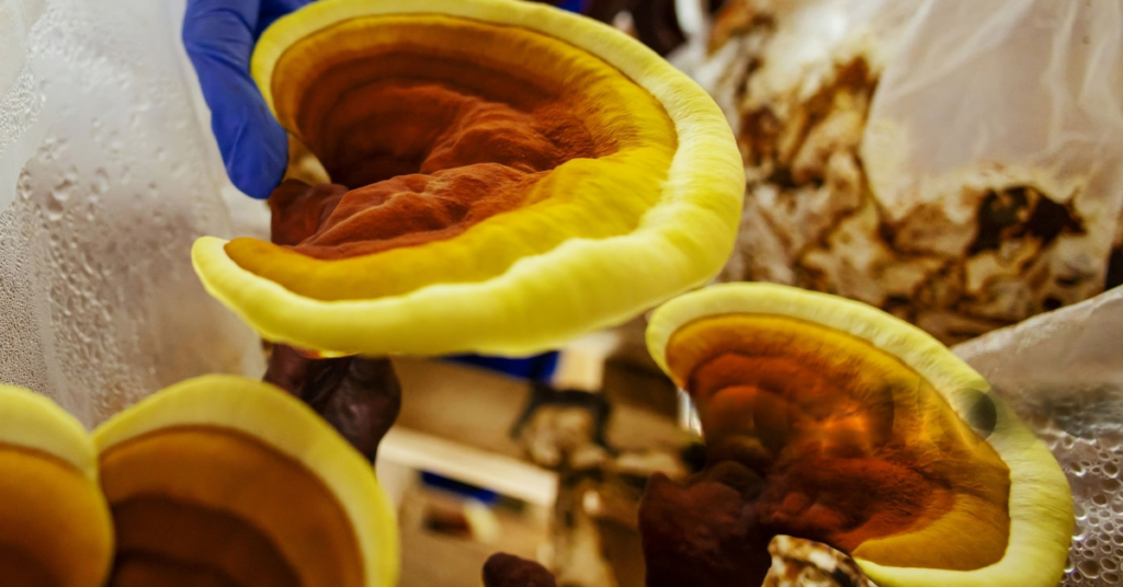 Cogumelo Reishi Cogumelo Ganoderma Lucidum Como cultivar cogumelo Reishi Semente cogumelo Reishi Como cultivar cogumelo Reishi
