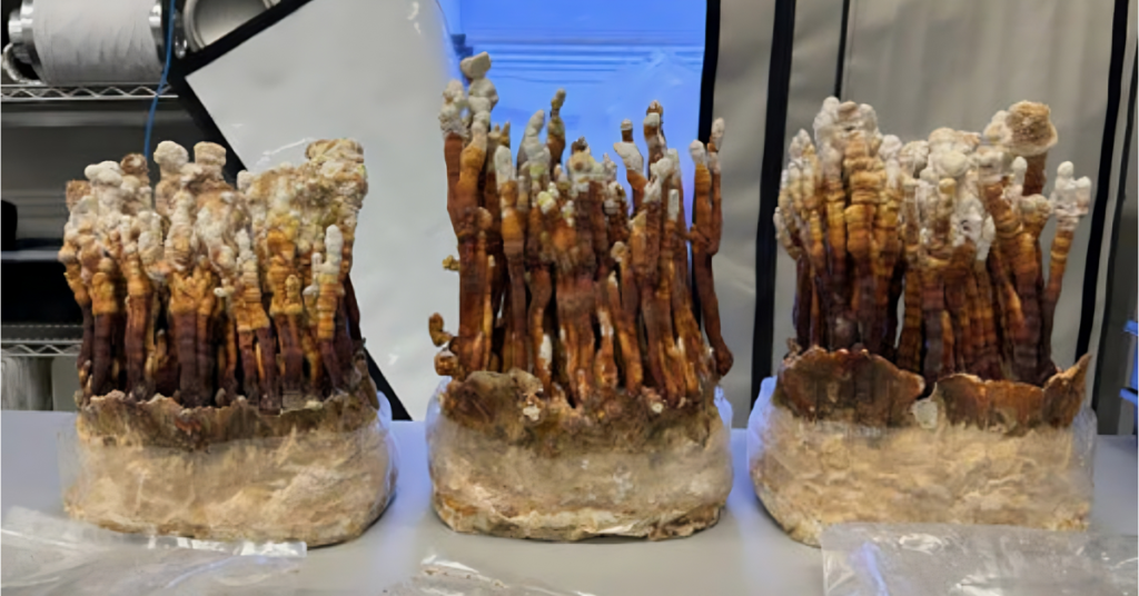Cogumelo Reishi Cogumelo Ganoderma Lucidum Como cultivar cogumelo Reishi Semente cogumelo Reishi Como cultivar cogumelo Reishi