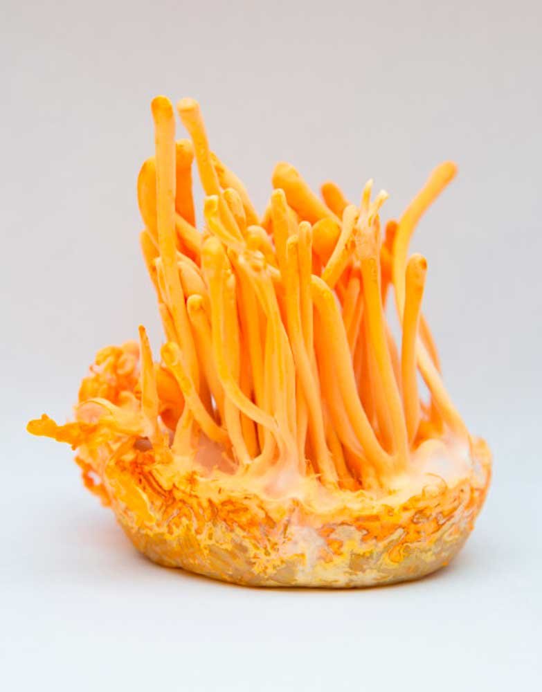 cordyceps-millitaris cordyceps millitaris